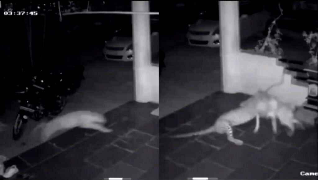 Leopard caught on CCTV killing and dragging away pet dog from home in India