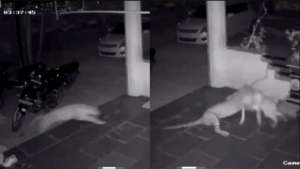 Leopard caught on CCTV killing and dragging away pet dog from home in India