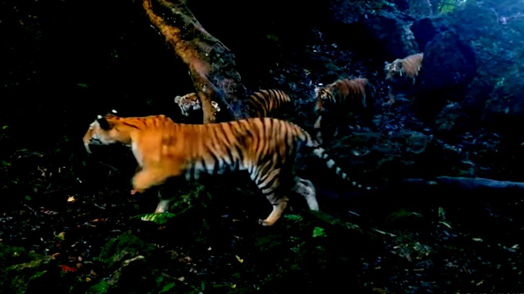 Rare footage captures majestic tigress and three cubs in Thai rainforest