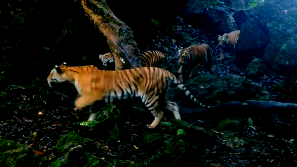 Rare footage captures majestic tigress and three cubs in Thai rainforest