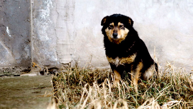 House containing pile of over 1,000 dead abandoned dogs found in South Korea