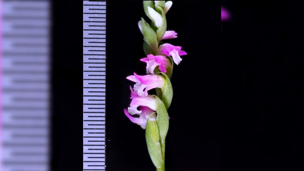 japan orchid species new