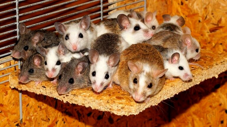 Japanese scientists create litter of mice with 2 fathers
