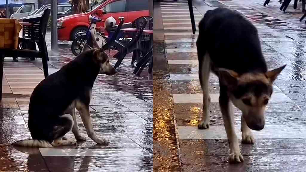 Lost dog reunited with owner after video of it waiting outside every day goes viral