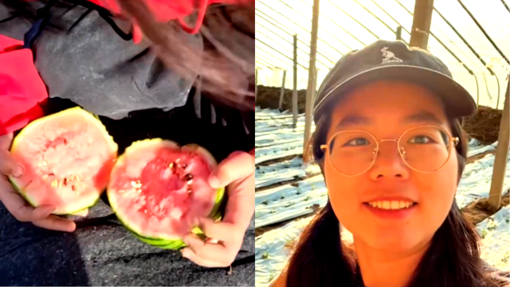 Chinese woman pursues happiness by leaving high-paying job to become watermelon farmer