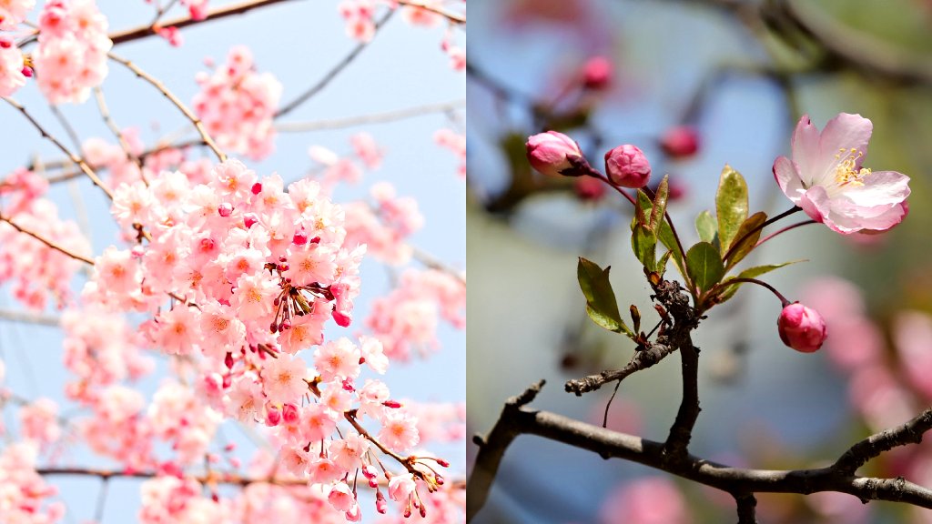 Fin Facts: 12 surprising things you didn’t know about the cherry blossom, Japan’s unofficial national flower