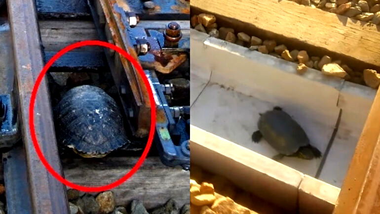 Japanese railroad workers build safe passages for wandering turtles