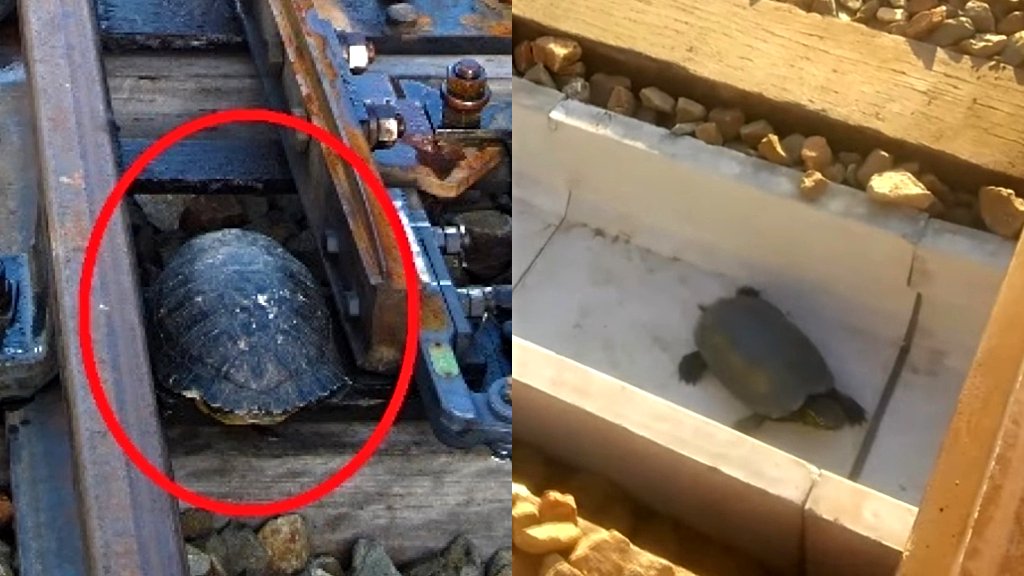 Japanese railroad workers build safe passages for wandering turtles