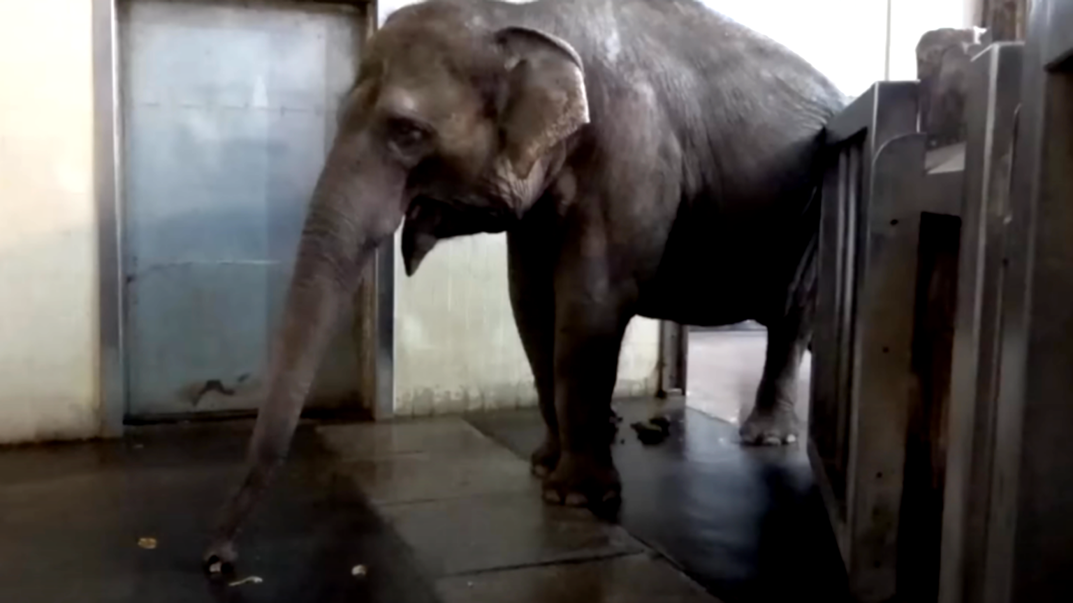 Video: Asian elephant amazes researchers with banana-peeling skills