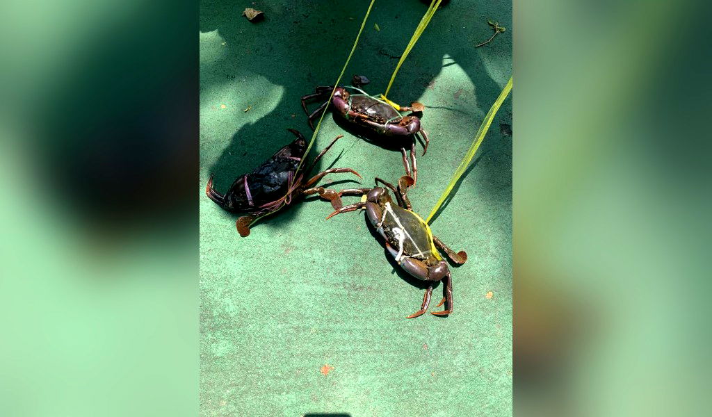 pet crabs walk nextshark