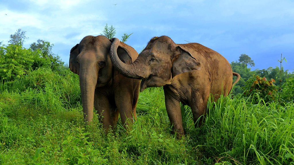 Elephants have lost 64% of their suitable habitat in Asia, study finds