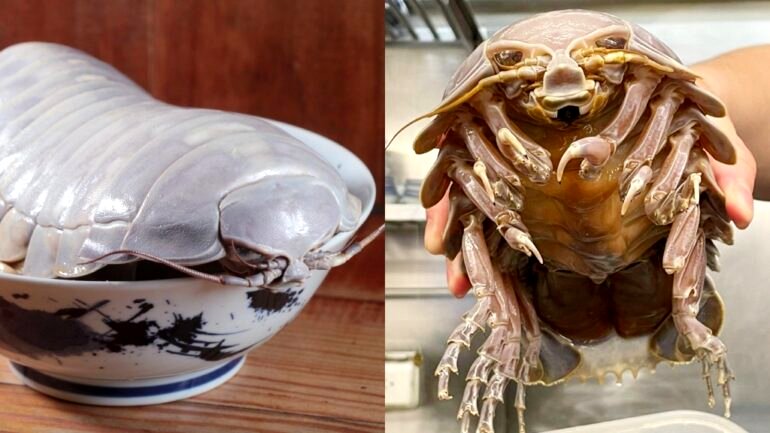 Taipei restaurant introduces ramen dish topped with giant isopod