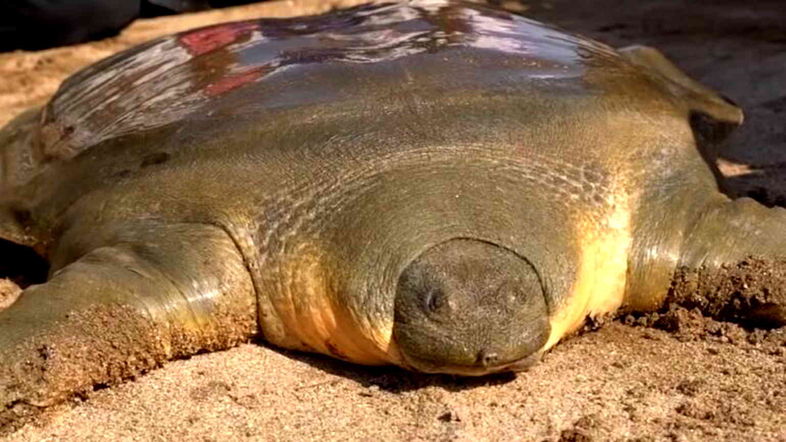 Last known female Yangtze turtle dies in Vietnam, leaving the sacred species near extinction