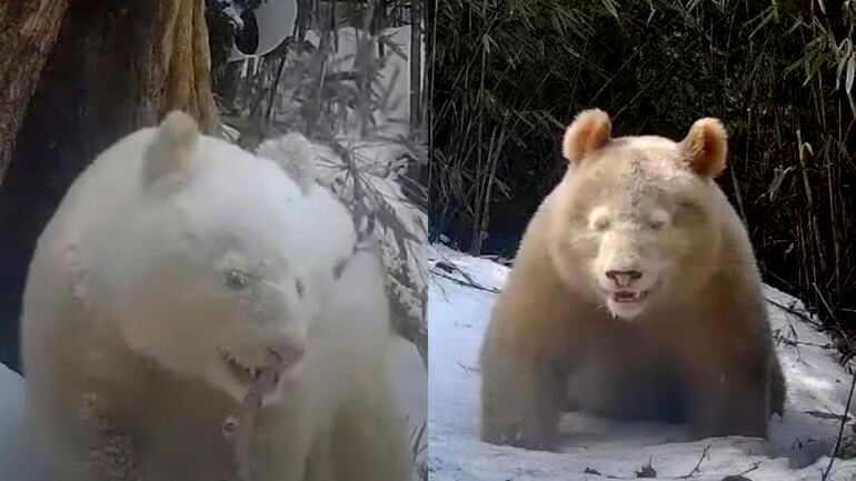 Watch: World’s only known all-white giant panda is caught on video