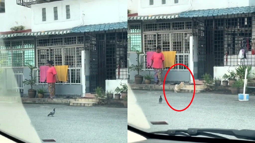 Watch: Indian woman calls dog home with clothes hanger in hand like a true Asian mom
