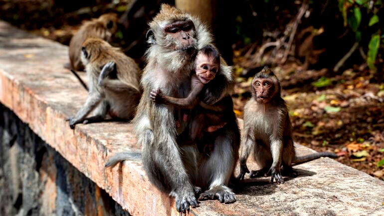 Sadistic monkey torture ring spanning Asia, US, UK uncovered by year-long investigation