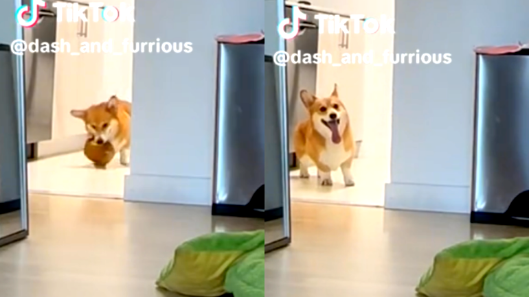 Video of hangry corgi’s reaction to dinner being served late goes viral