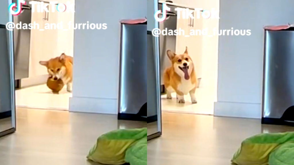 Video of hangry corgi’s reaction to dinner being served late goes viral