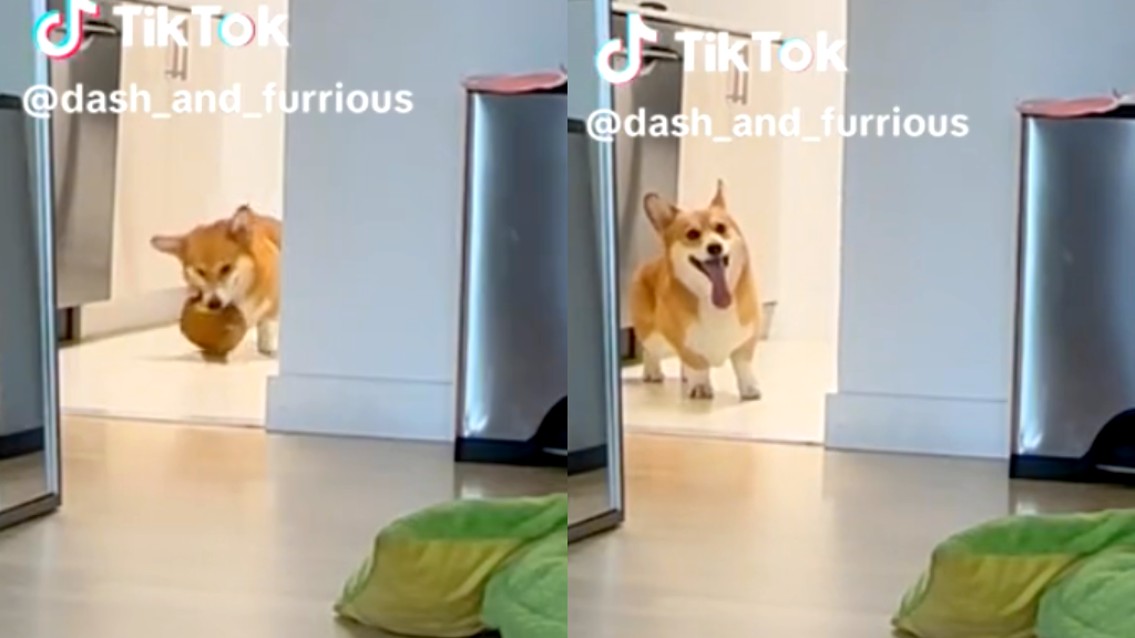 Video of hangry corgi’s reaction to dinner being served late goes viral
