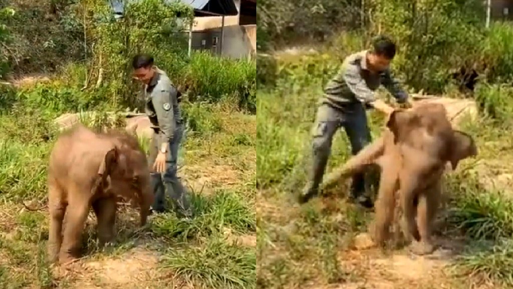 Watch: Baby elephant plays with human companion in wholesome video