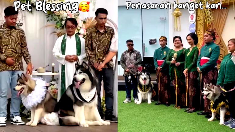 Indonesian pet owners spend over $13,000 on their dogs’ wedding