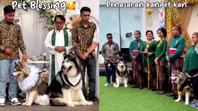 Indonesian pet owners spend over $13,000 on their dogs’ wedding
