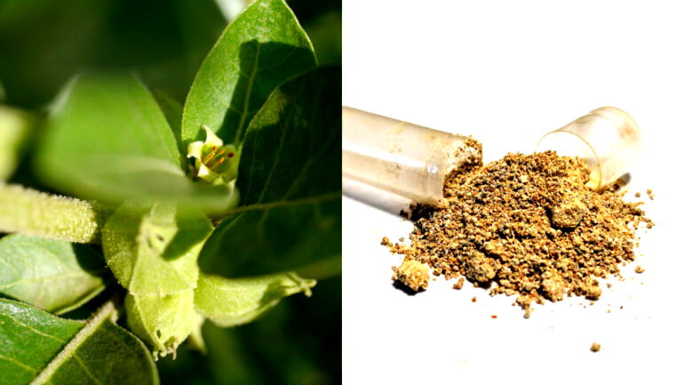 Ashwagandha: The wonders of and warnings against the latest ‘miracle herb’