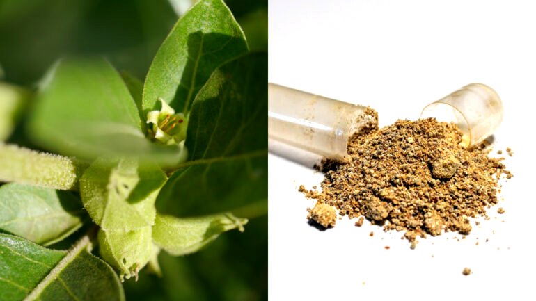 Ashwagandha: The wonders of and warnings against the latest ‘miracle herb’