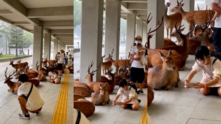 Japan’s Nara deer take shelter from rain in adorable viral video
