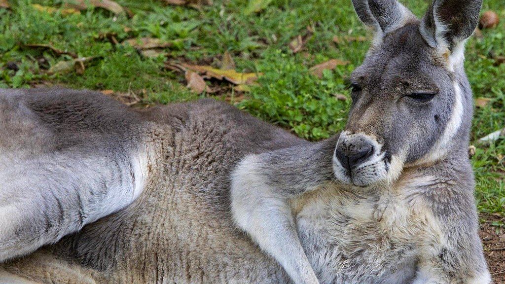 Scientists discover why kangaroos are not naturally found in Asia