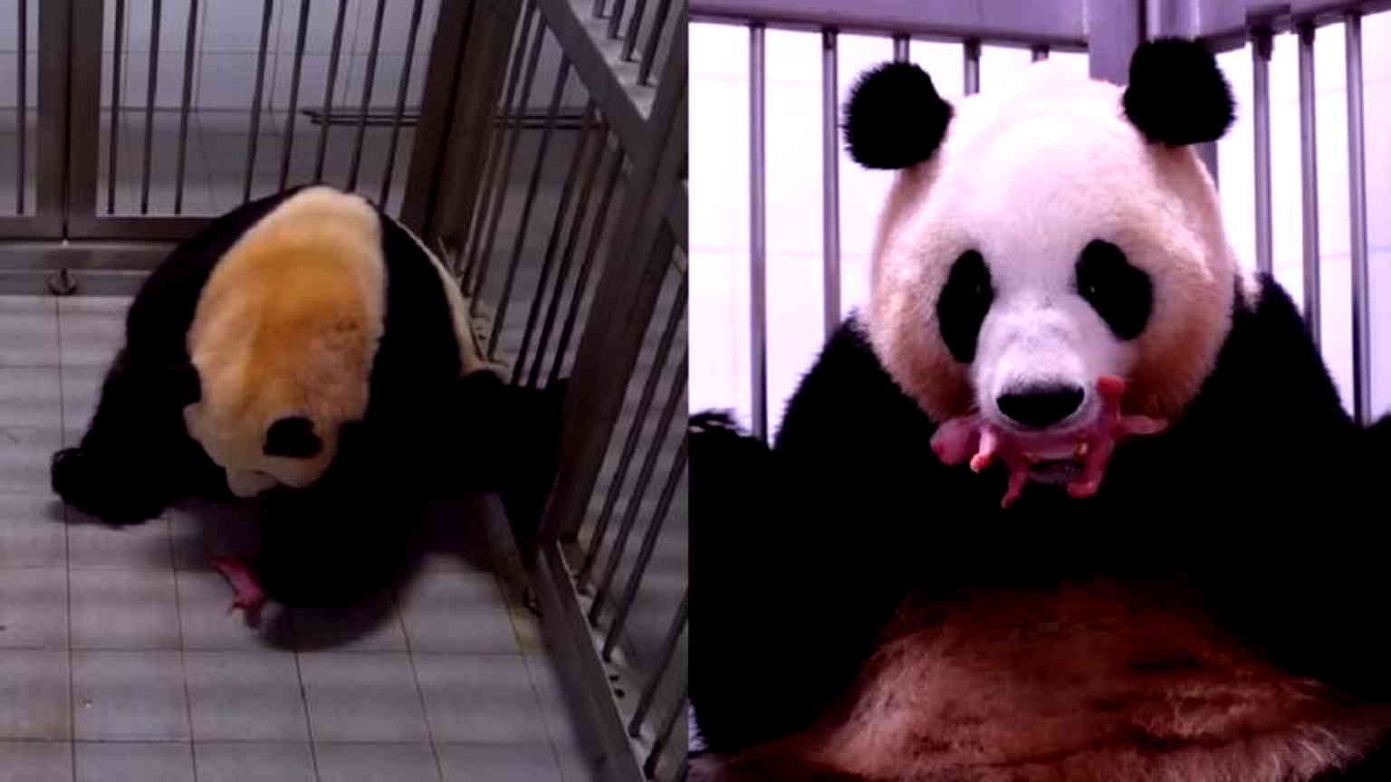 Video: Giant panda gives birth to twins in South Korea