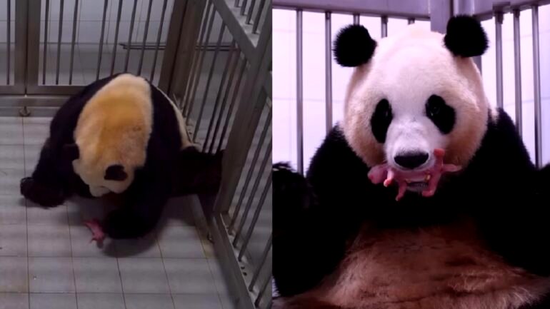 Video: Giant panda gives birth to twins in South Korea