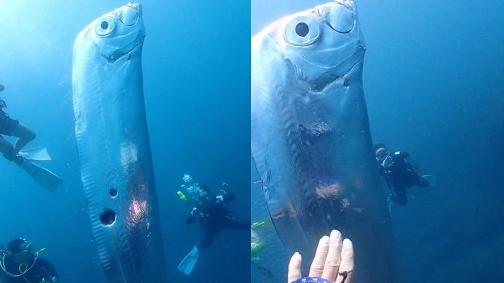 Video: Divers Encounter Giant 'doomsday Fish' Of Japanese Legend Off ...