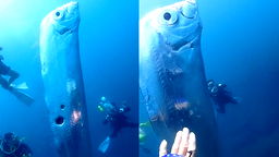 Video: Divers encounter giant 'doomsday fish' of Japanese legend off ...