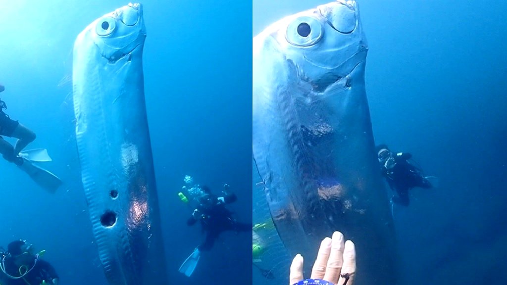 Video: Divers encounter giant ‘doomsday fish’ of Japanese legend off Taiwan coast