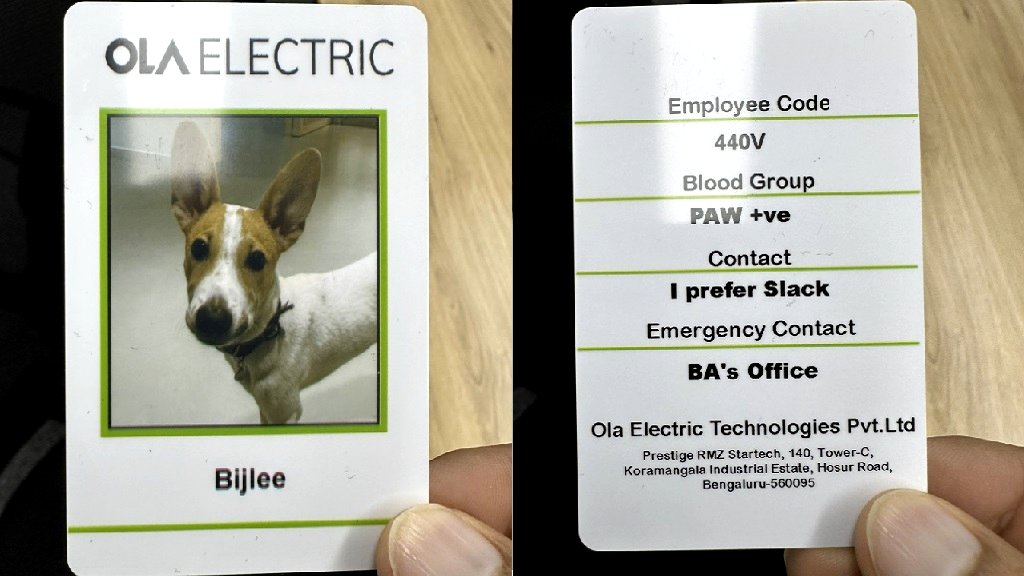 Indian tech company brings in 4-legged new hire to boost paw-ductivity
