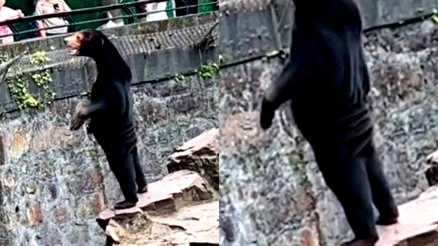 Chinese zoo denies its bears are ‘humans in disguise’ after ‘suspicious’ photos and videos