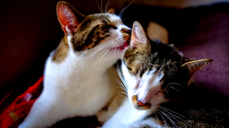 Japan’s annual cat aptitude test opens its registration