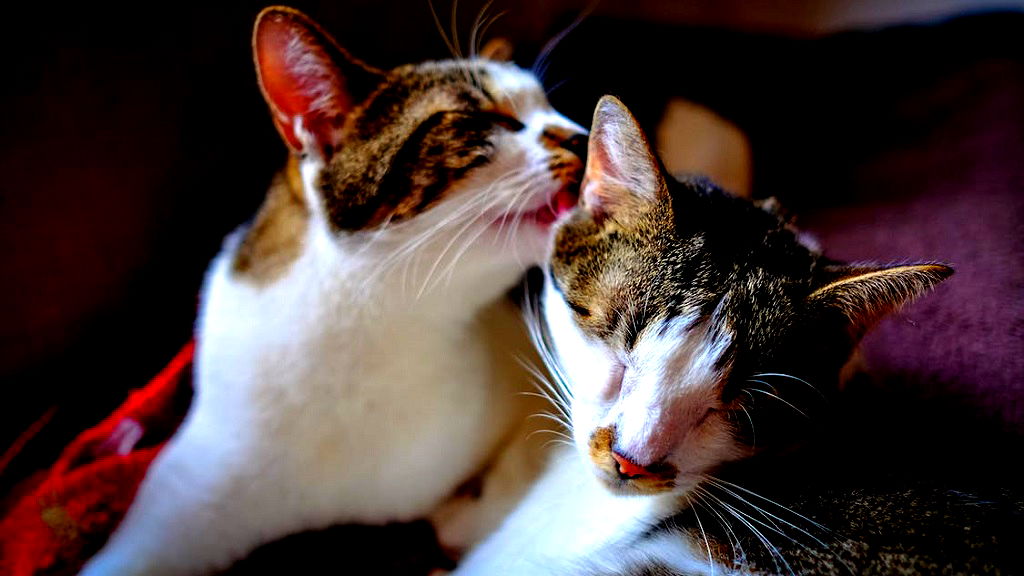 Japan’s annual cat aptitude test opens its registration