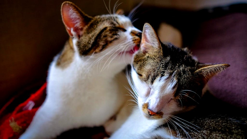 Japan’s annual cat aptitude test opens its registration