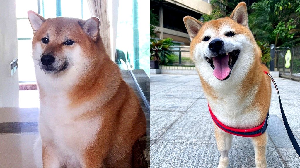 Balltze, beloved Shiba Inu behind ‘Cheems’ Doge meme, dies
