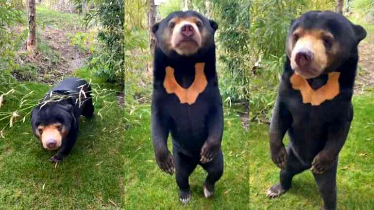 UK zoos confirm Chinese zoo’s standing bear is real as ‘costume’ allegations persist