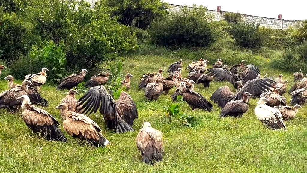 Sky burials explained: Why Tibetan Buddhists offer their dead to be eaten by vultures
