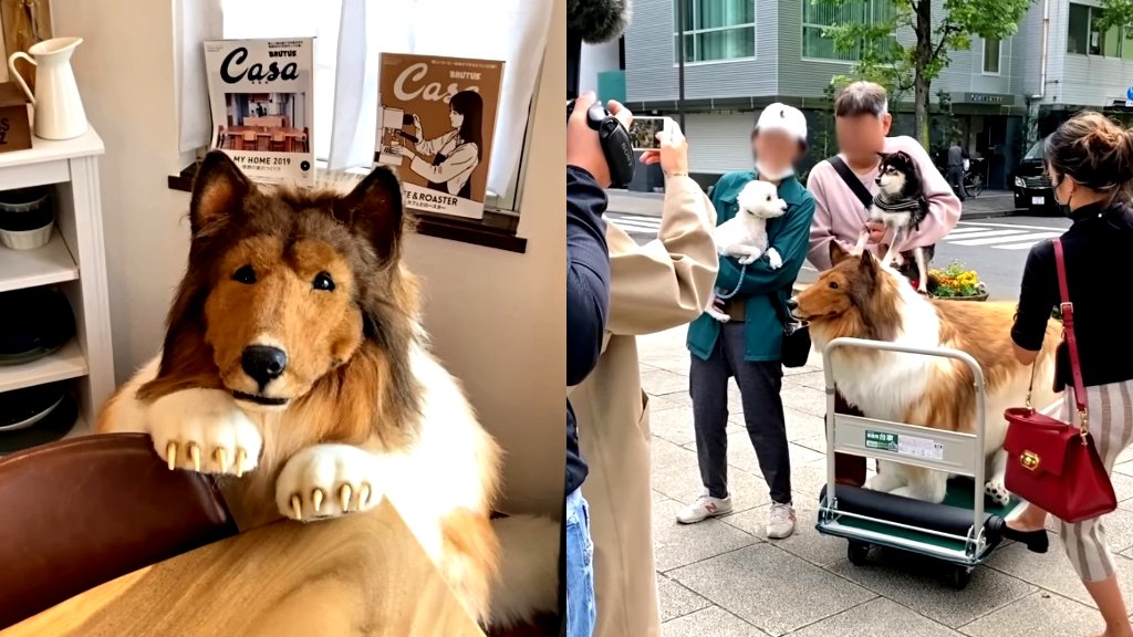 Man Spends $16K on a Realistic Dog Costume to Look Like a Collie