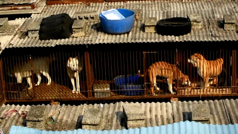 A S. Korean dog meat farmer was convinced to surrender 200 dogs after 3 decades