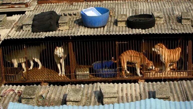 A S. Korean dog meat farmer was convinced to surrender 200 dogs after 3 decades