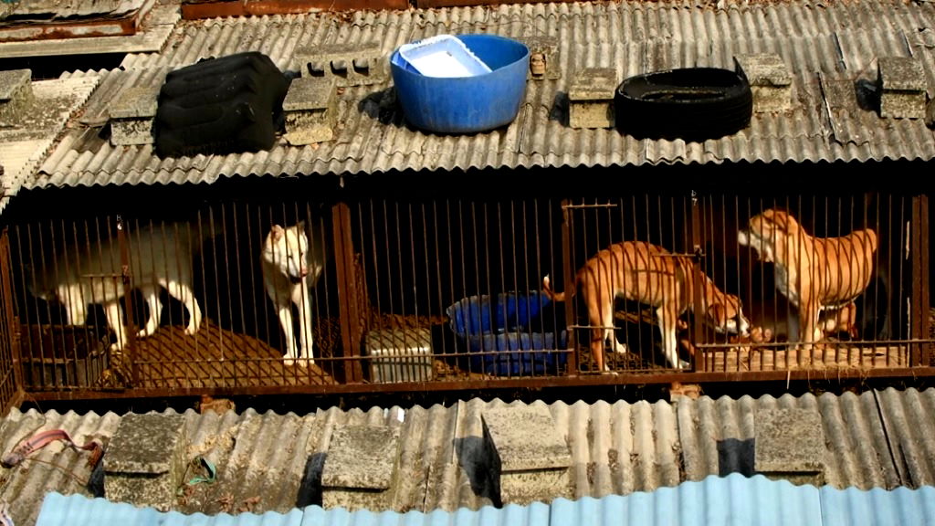 A S. Korean dog meat farmer was convinced to surrender 200 dogs after 3 decades