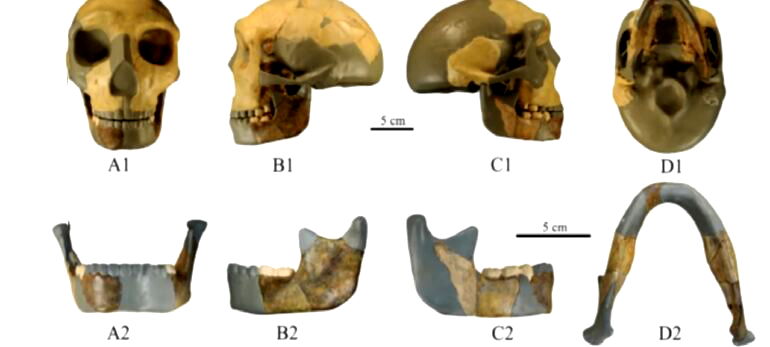 300,000-year-old skull discovered in China could potentially reshape human history