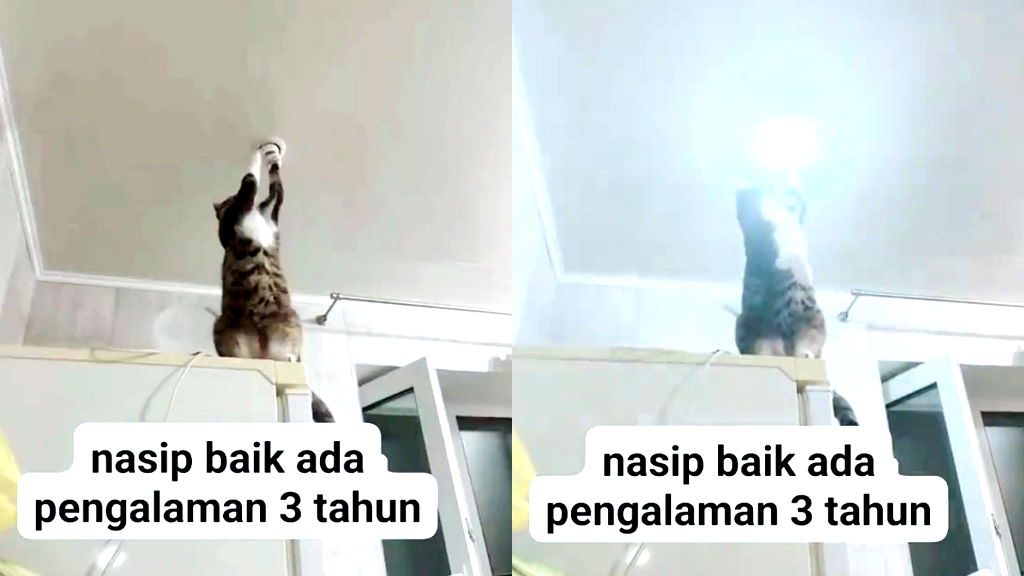 Viral video shows cat in Malaysia ‘fixing’ a light bulb