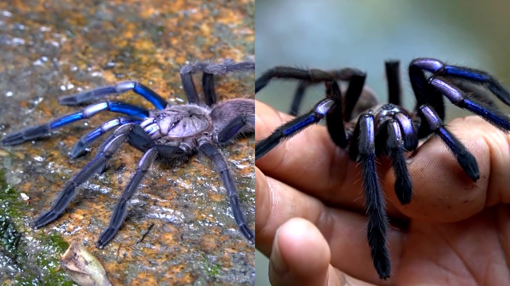 Rare electric blue tarantula discovered in Thailand